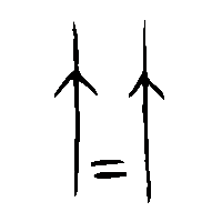金文竹2